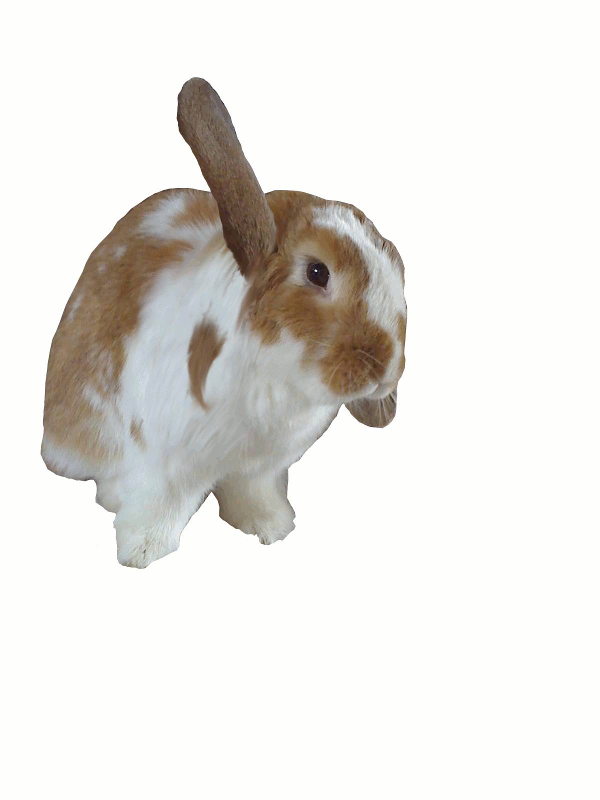 Królik ruszający jednym uchem